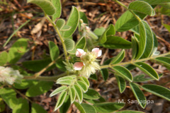 Indigofera astragalina
